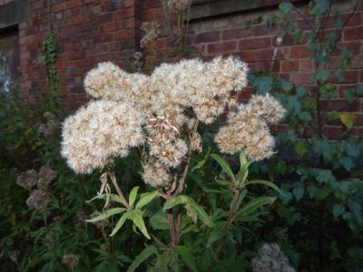 Hemp agrimony seedheads Hemp agrimony seedheads intact.