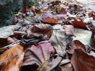 Leaves gather in piles on pavements.