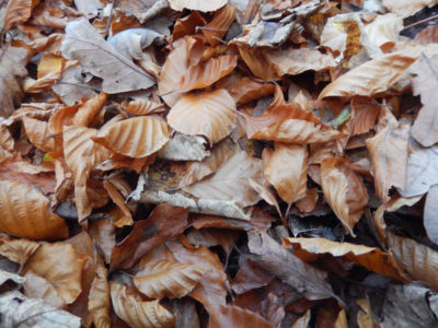 Piles of leaves gather in parks