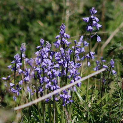 Spanish Bluebells