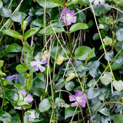 Periwinkle