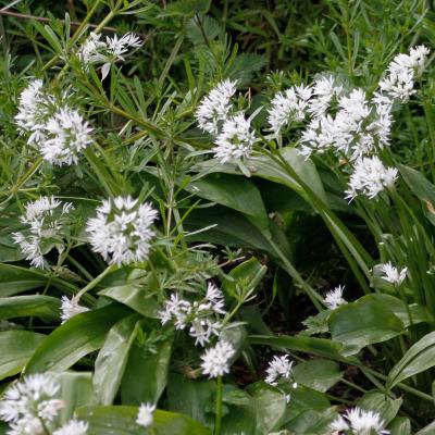 Ramsons Wild Garlic