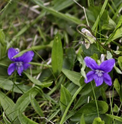 Wild Violets