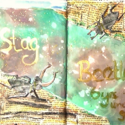 Read more about the article Stag Beetles in June