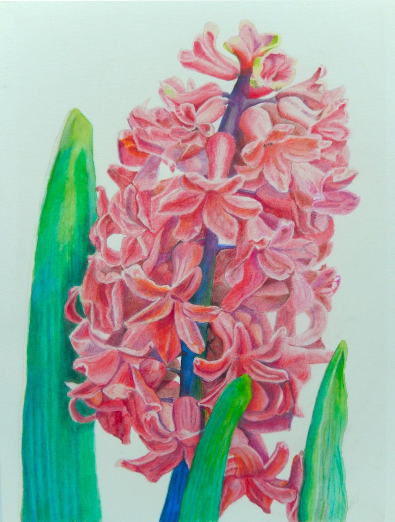 Red hyacinth in watercolour and coloured pencil