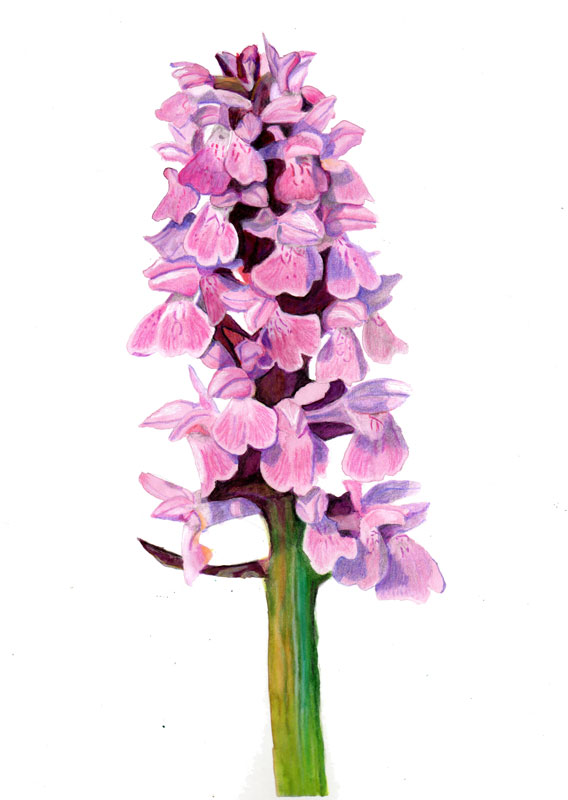 Marsh Orchid